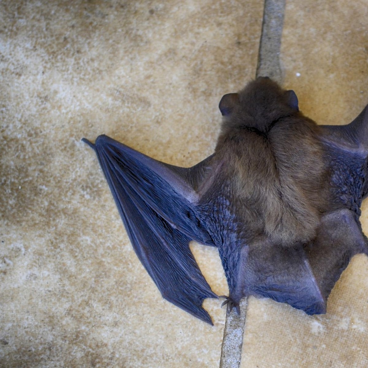 Operativo gratuito de vacunación antirrábica en Los Andes Operativo gratuito de vacunación antirrábica en Los Andes