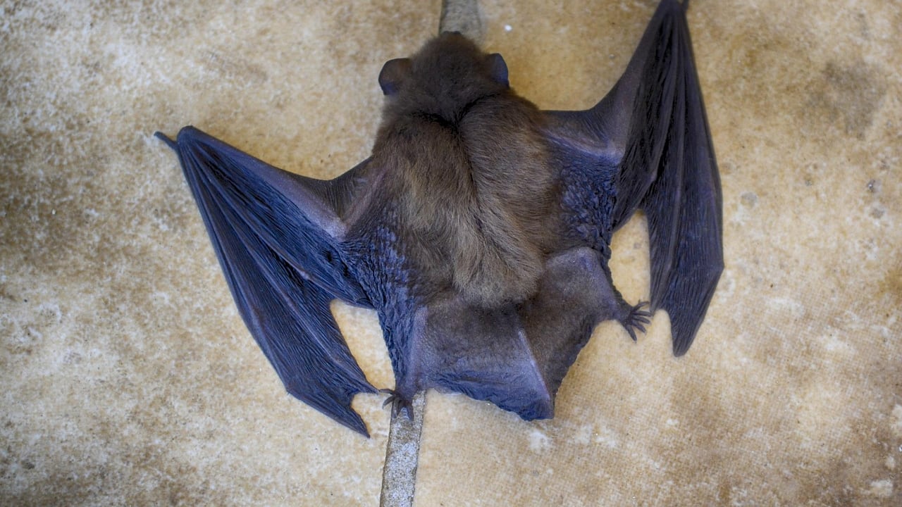 Murciélago (Imagen referencial) | Fuente: Pixabay @DanielaElenaTentis