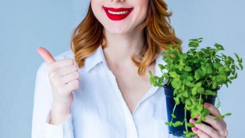 El té de orégano ayuda a adelgazar de manera mas rápida