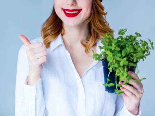 Orégano para adelgazar, más allá de sazonar las comidas