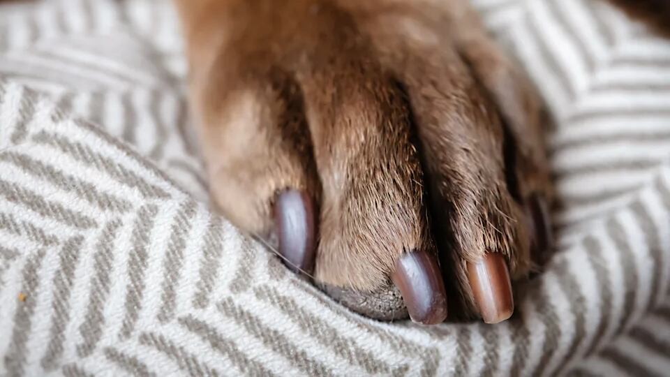 Investigan hallazgo de otro perro ahogado en playa de Antofagasta