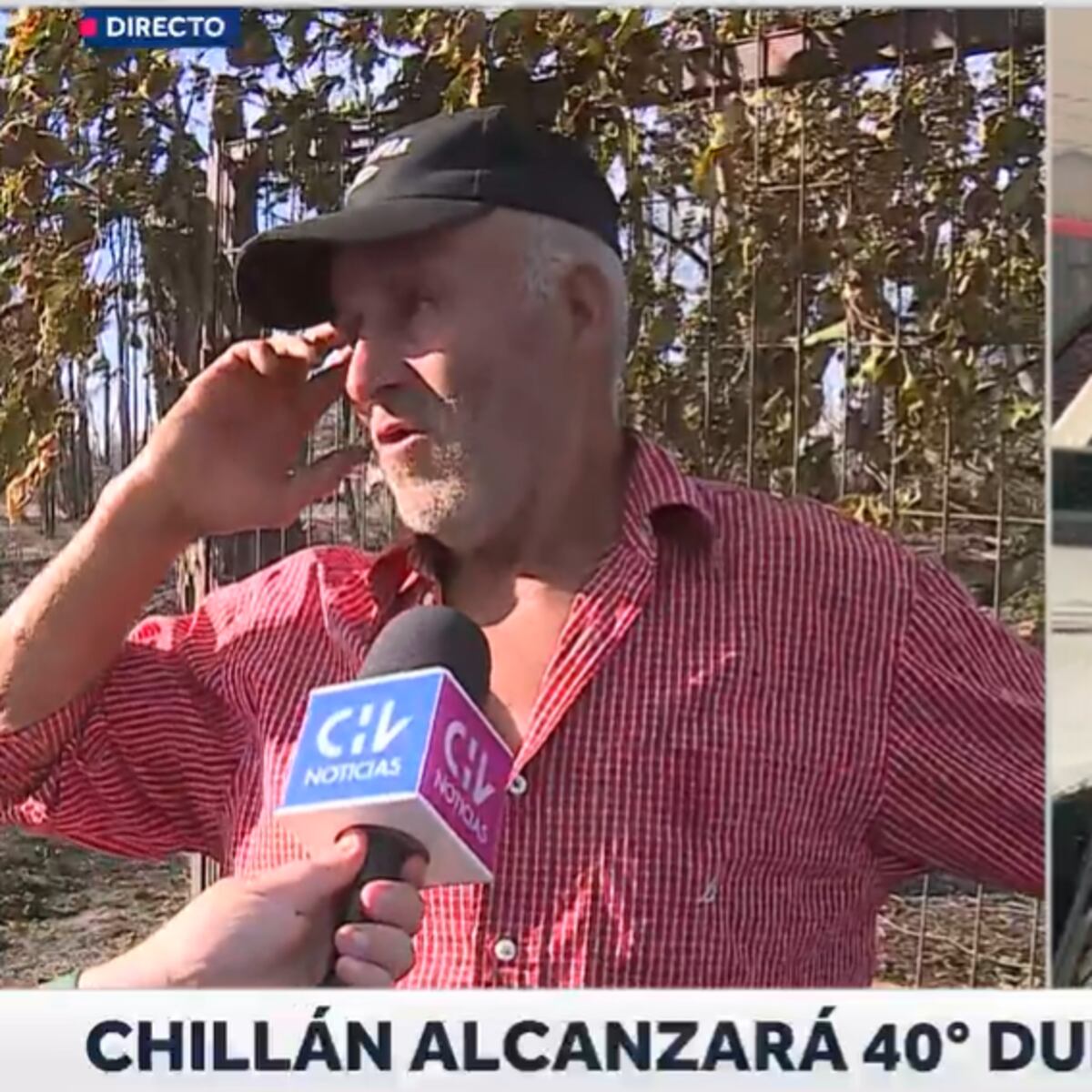 Hombre pierde a sus dos perritas en incendio forestal en Chillán Hombre pierde a sus dos perritas en incendio forestal en Chillán