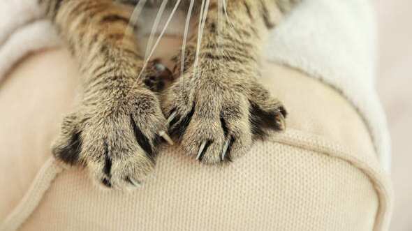 Con este gesto, los gatos se vinculan a su madre