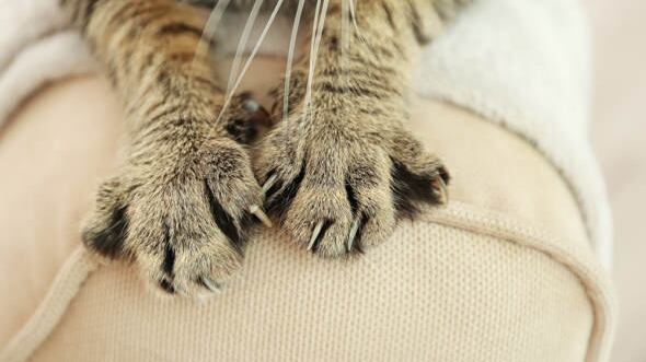 Con este gesto, los gatos se vinculan a su madre