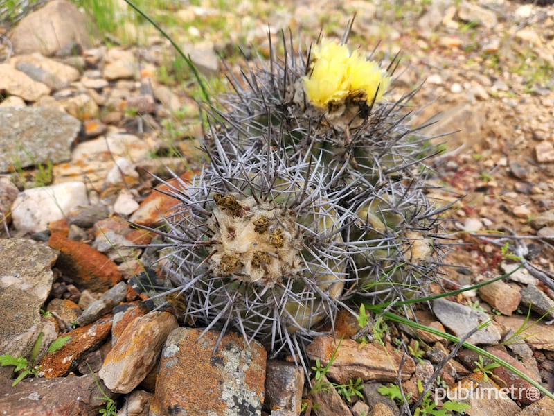 Primeros brotes comienzan a dar la bienvenida al Desierto Florido 2022