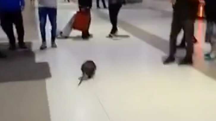 Coipo en terminal de Concepción