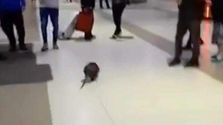 Coipo en terminal de Concepción