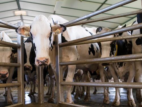“La ganadería es uno de los mayores contaminantes”: el veganismo desde la voz de Mon Laferte