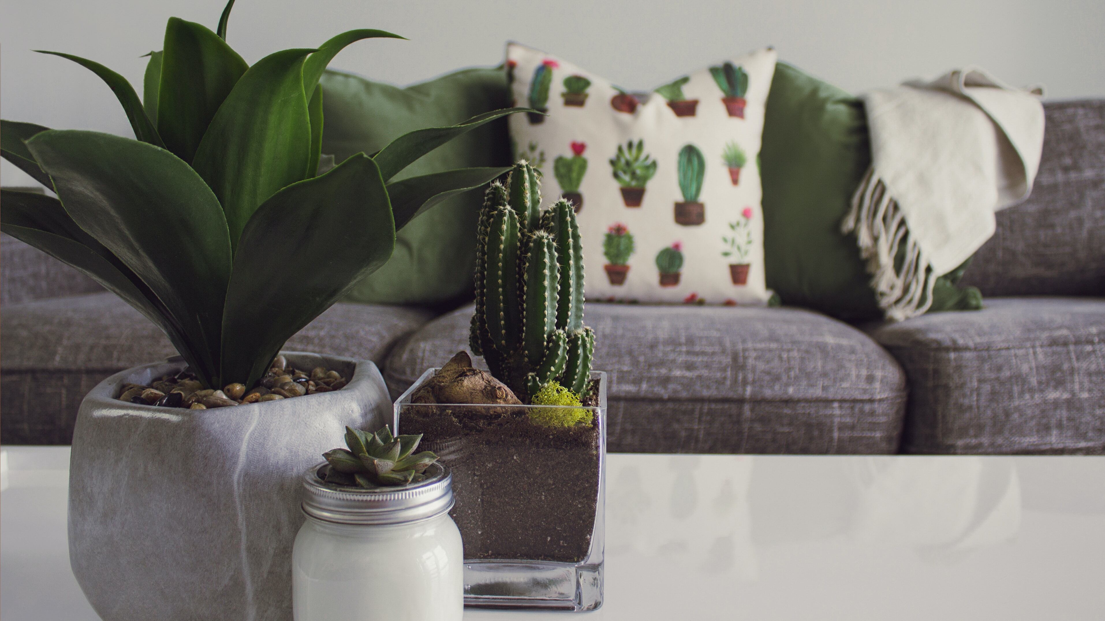 Se você segue a filosofia do Feng Shui, não deve ter esta planta dentro de casa