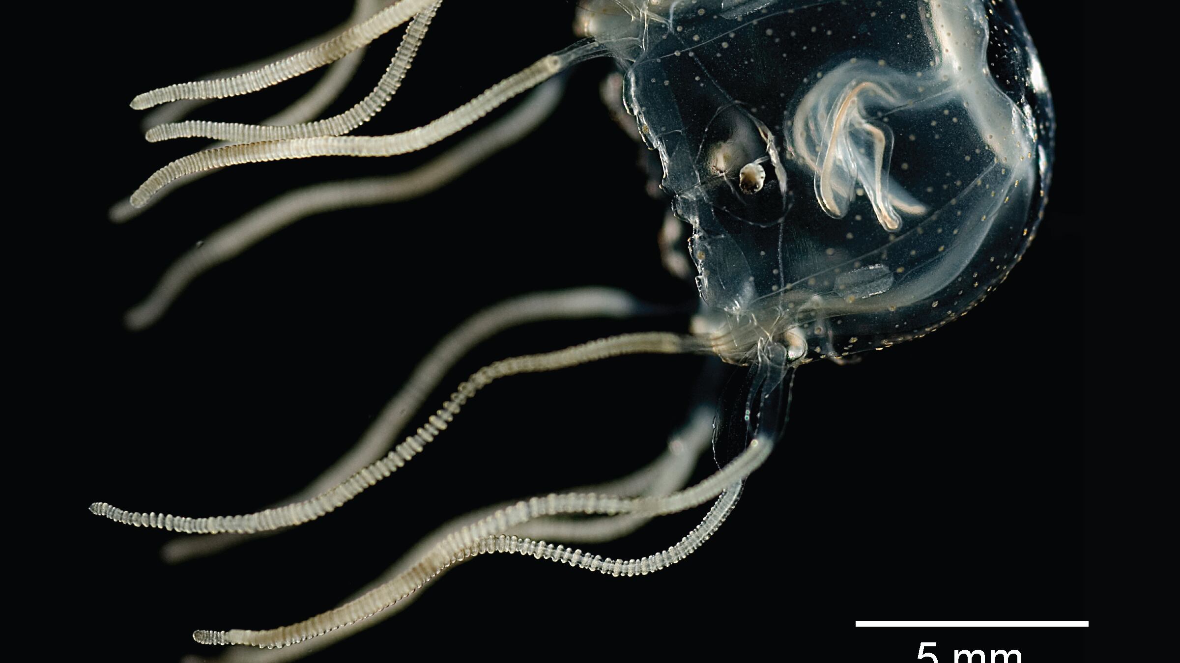 Las medusas sin cerebro son capaces de aprender – Publimetro Chile