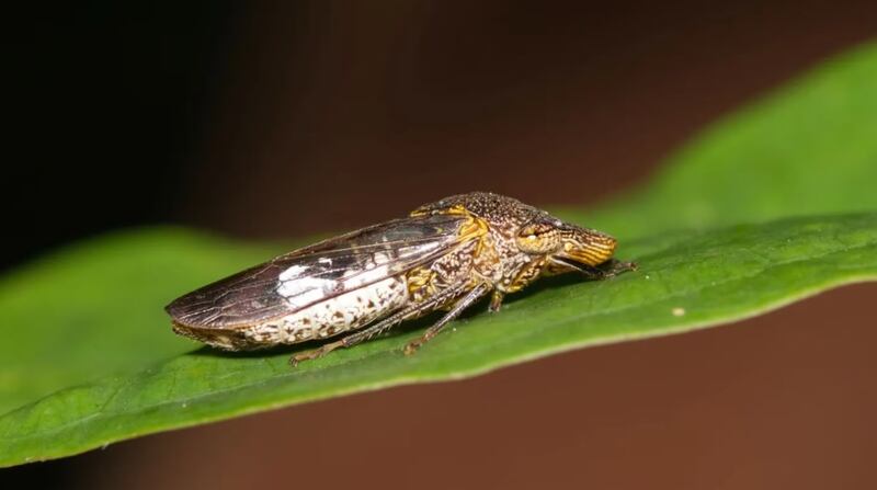 El homalodisca vitripennis es el insecto por el cual se inspirarían a fabricar los relojes inteligentes.