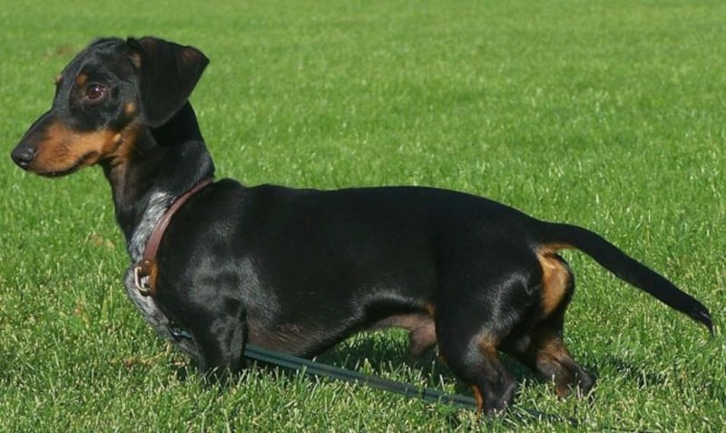 Perros Salchichas eran utilizados en la Antigua Roma | Foto: Referencial