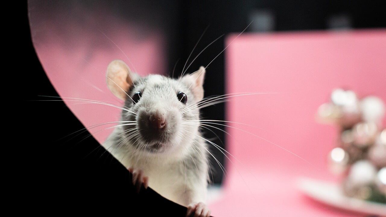 rata
