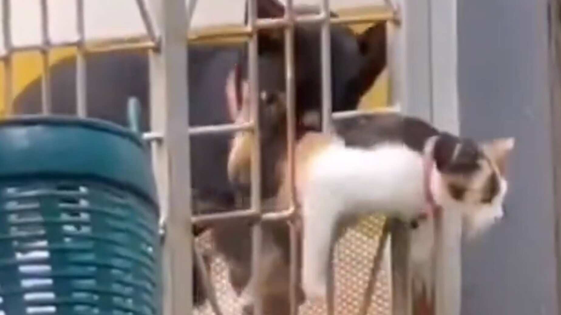 Un perro ayudando a un gato en apuros