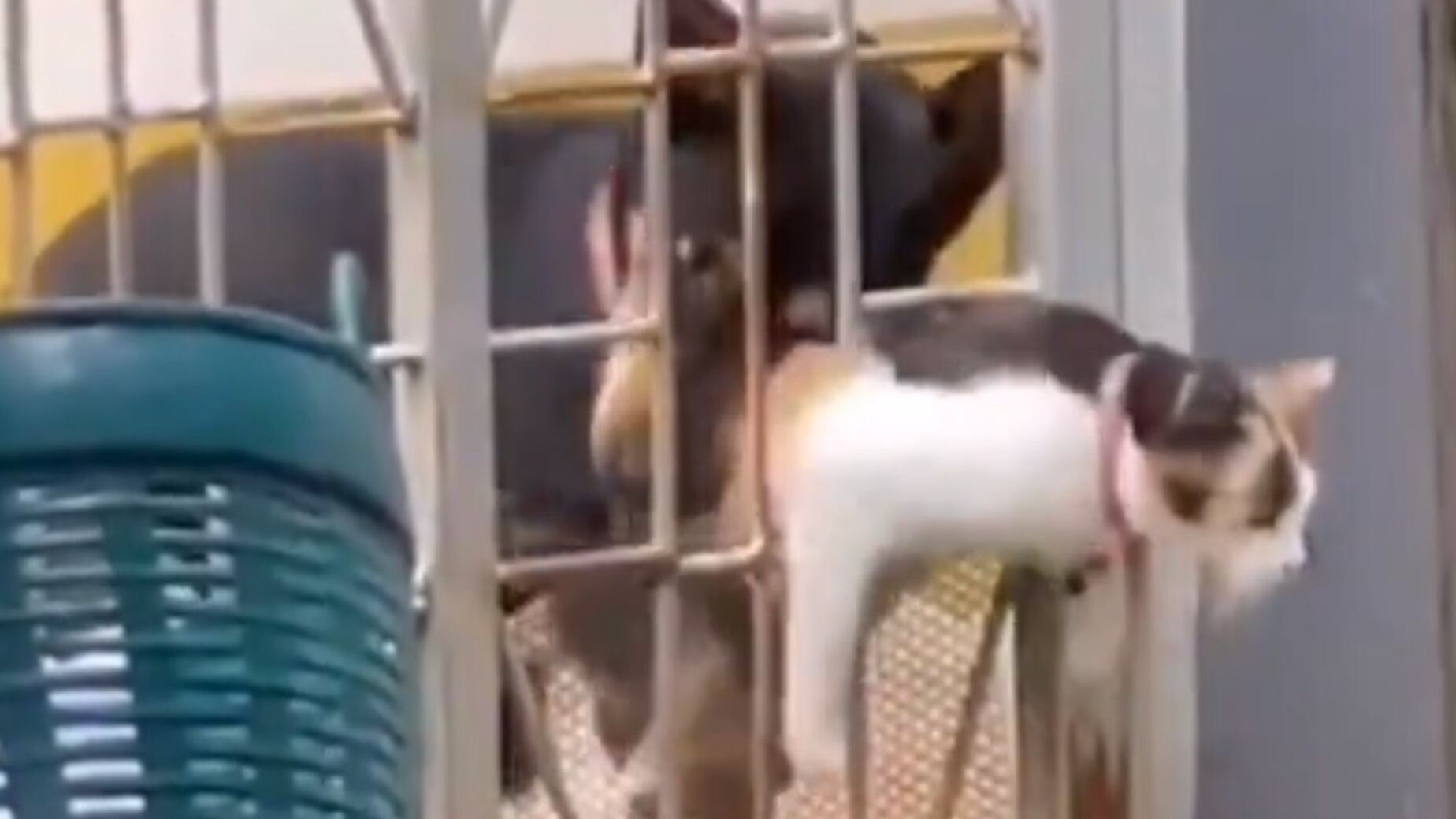 Un perro ayudando a un gato en apuros