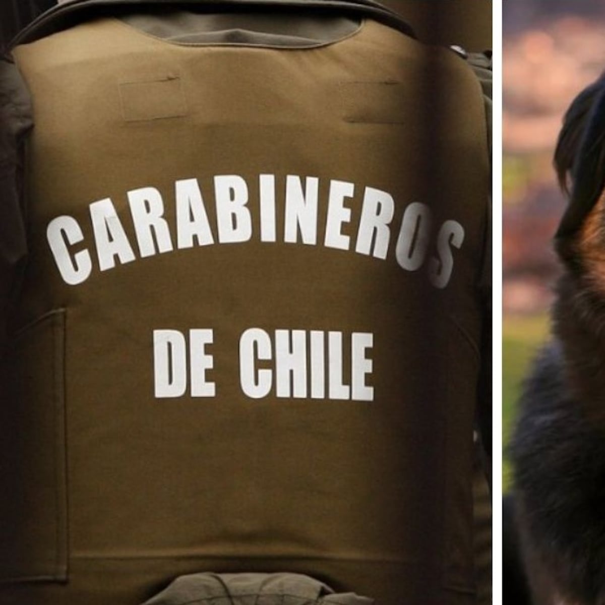 Carabinero investigado por rociar gas a perro en la calle Carabinero investigado por rociar gas a perro en la calle