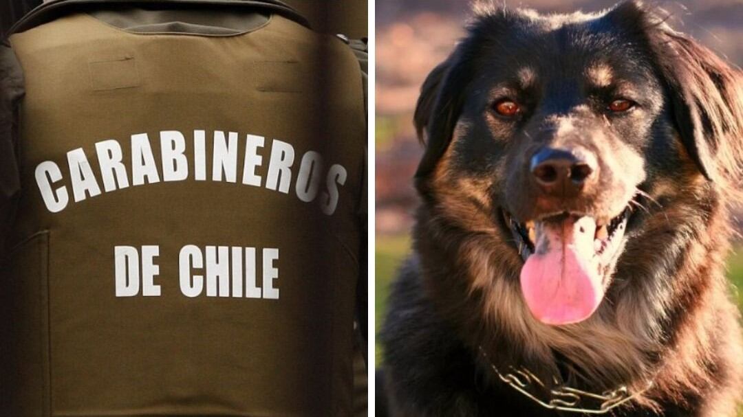 Carabineros y perro