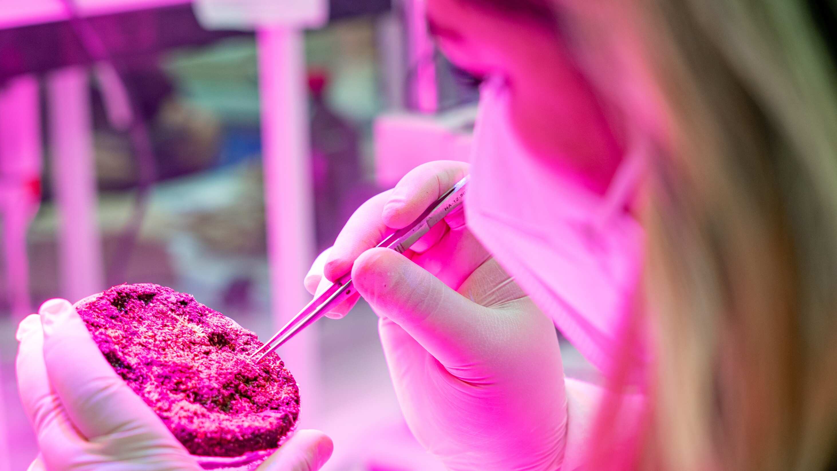 Imagen referencial investigación por cultivos de vegetales y frutas en el planeta Marte.