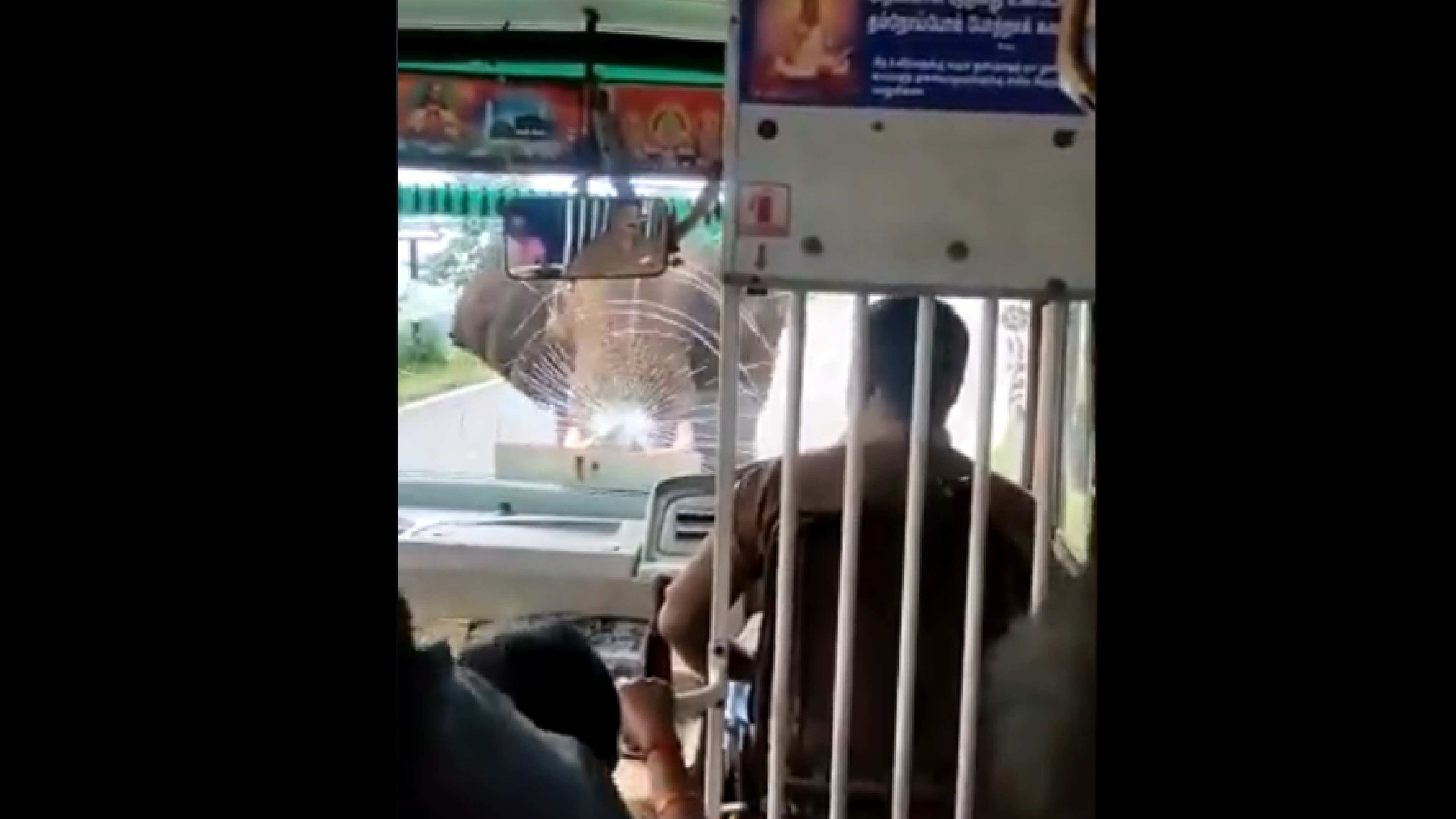 Elefante enfrenta a bus