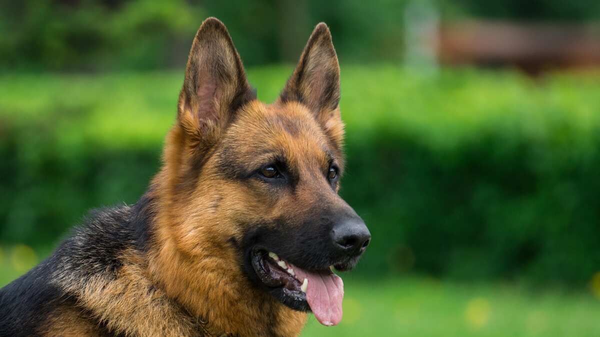 Hombre es acusado de reiterados ataques sexuales a perrita pastora alemán en Hualpén: animal debió ser sacrificado