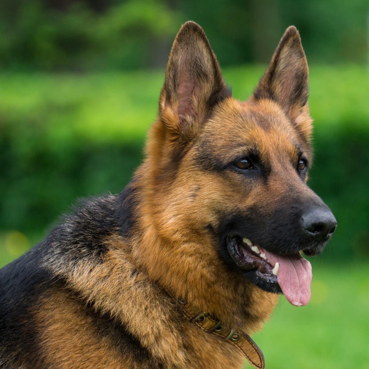 Acusan a hombre de abusar sexualmente de perrita en Hualpén Acusan a hombre de abusar sexualmente de perrita en Hualpén