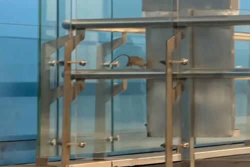Viralizan video de ratones en estación Universidad de Chile: Metro responde y refuerza sanitización