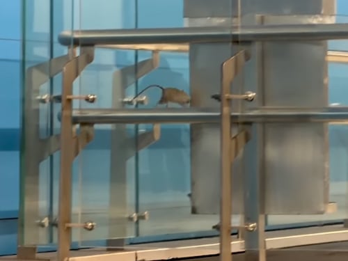 Viralizan video de ratones en estación Universidad de Chile: Metro responde y refuerza sanitización