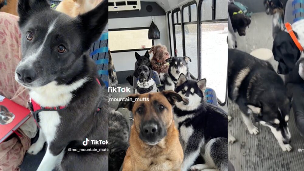 Bus de perritos en Alaska | Fuente: Instagram