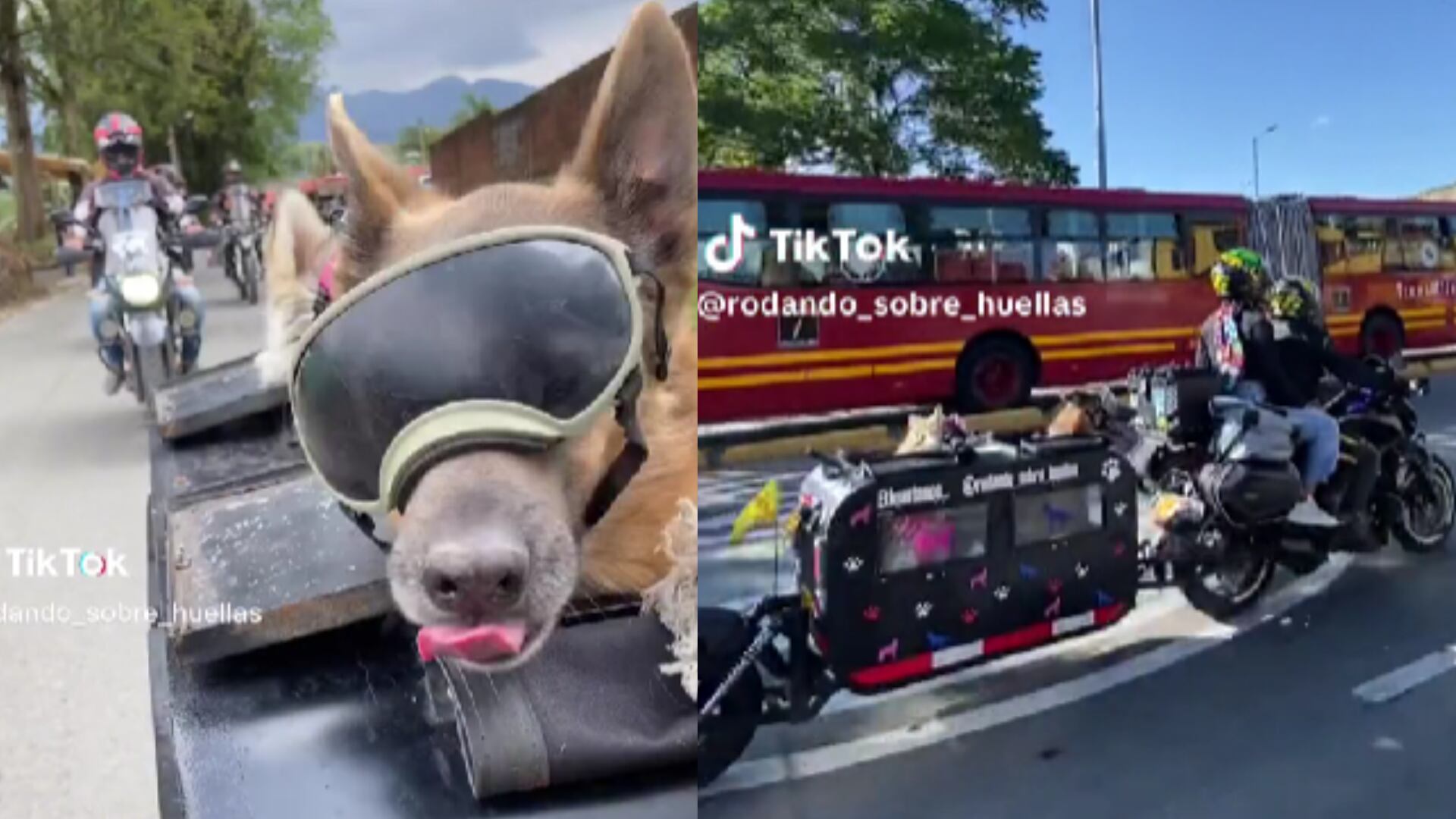 Perritos moteros recorren las vías de Colombia.