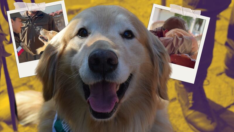 Flipper se retira: el héroe canino del OS7 que sacó media tonelada de droga de las calles