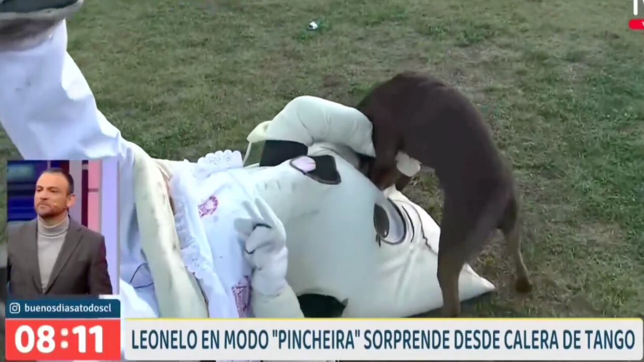 Corpóreo de empanada fue atacado por perro en Calera de Tango