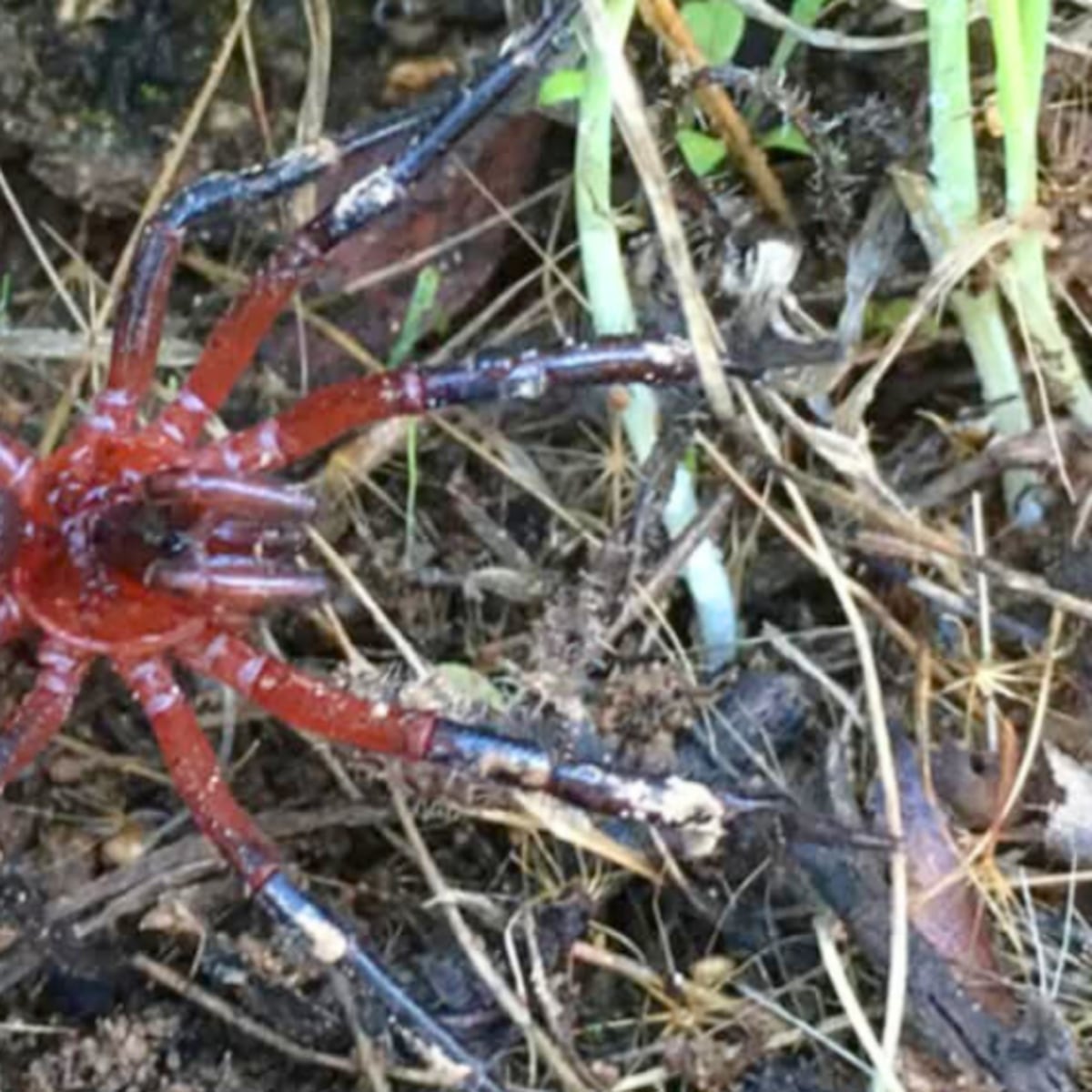 Descubren nueva especie de araña en Talca Descubren nueva especie de araña en Talca