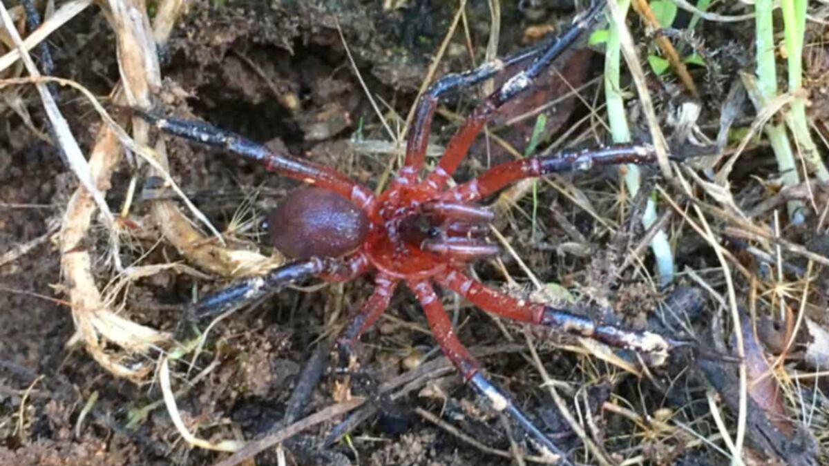 Especie de araña "Calathotarsus gigas"