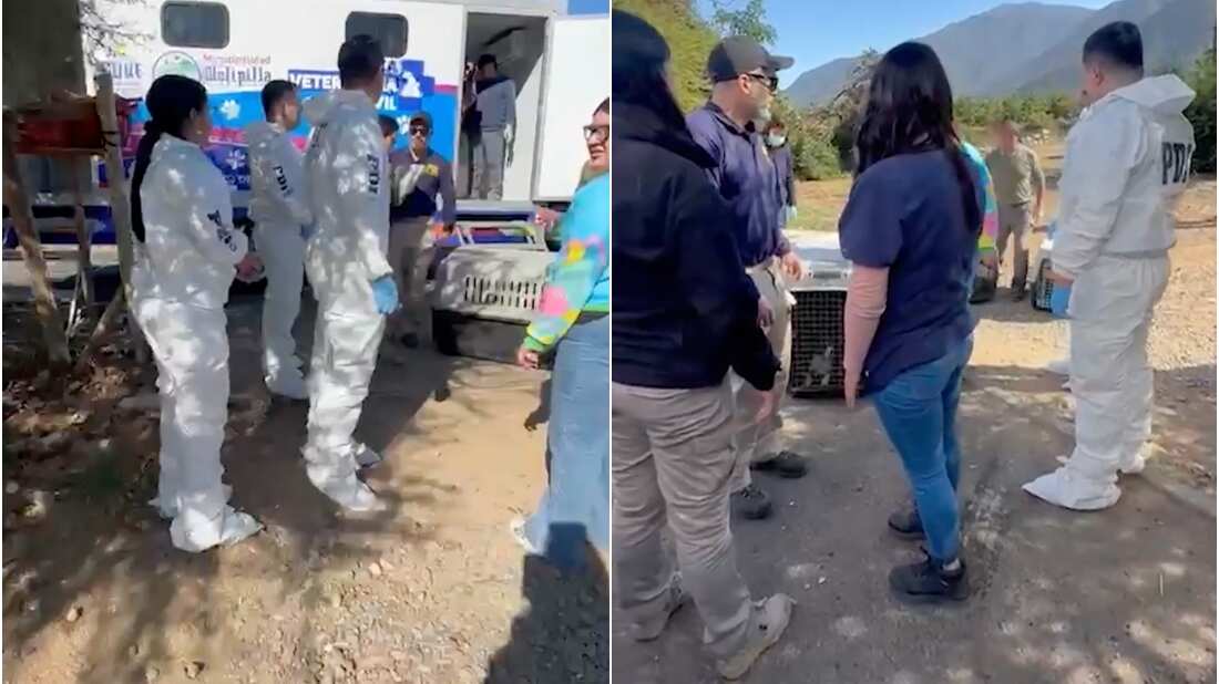 Rescate de perros maltratados en Melipilla