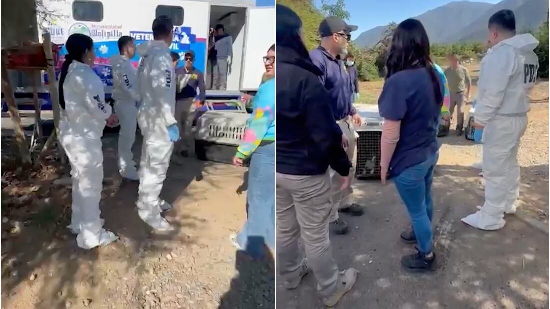 Rescate de perros maltratados en Melipilla