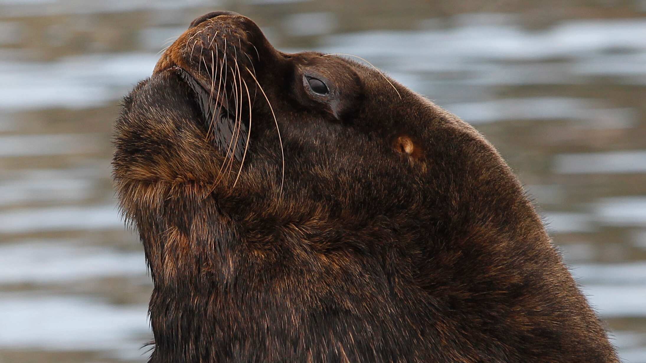 Sernapesca dio las alertas respecto del primer caso de gripe aviar de un lobo marino en Valparaíso.