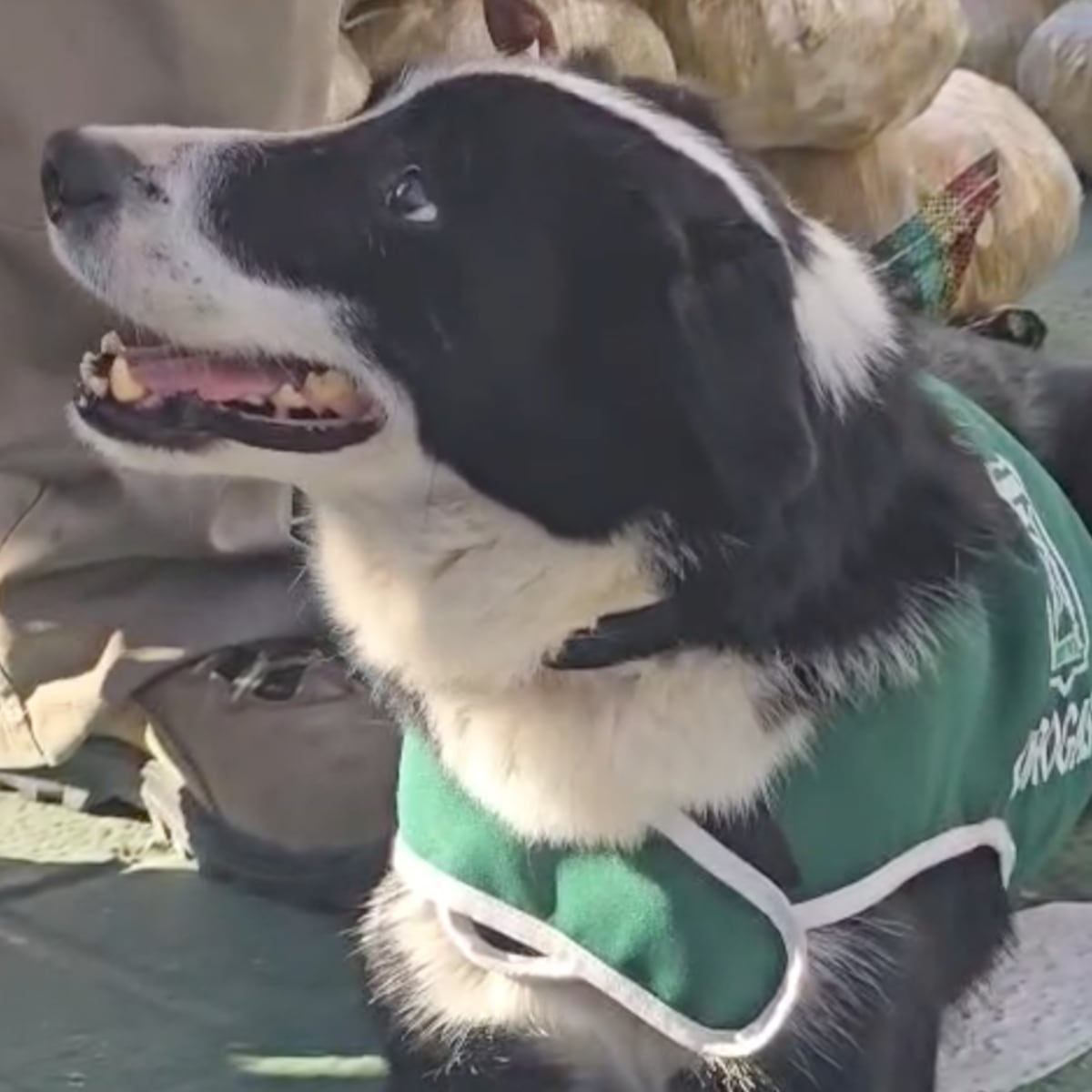 Cachorro del OS-7 de Carabineros detecta tonelada y media de droga Cachorro del OS-7 de Carabineros detecta tonelada y media de droga