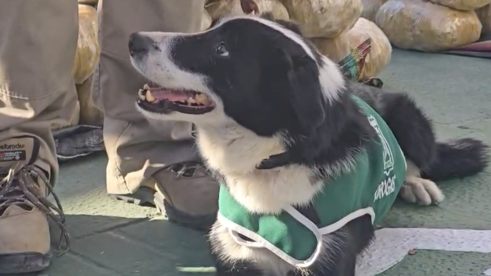 Spot ayudó a encontrar un gran cargamento de droga