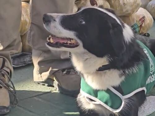 Mejor debut, imposible: adorable cachorro del OS-7 de Carabineros detectó más de una tonelada y media de droga