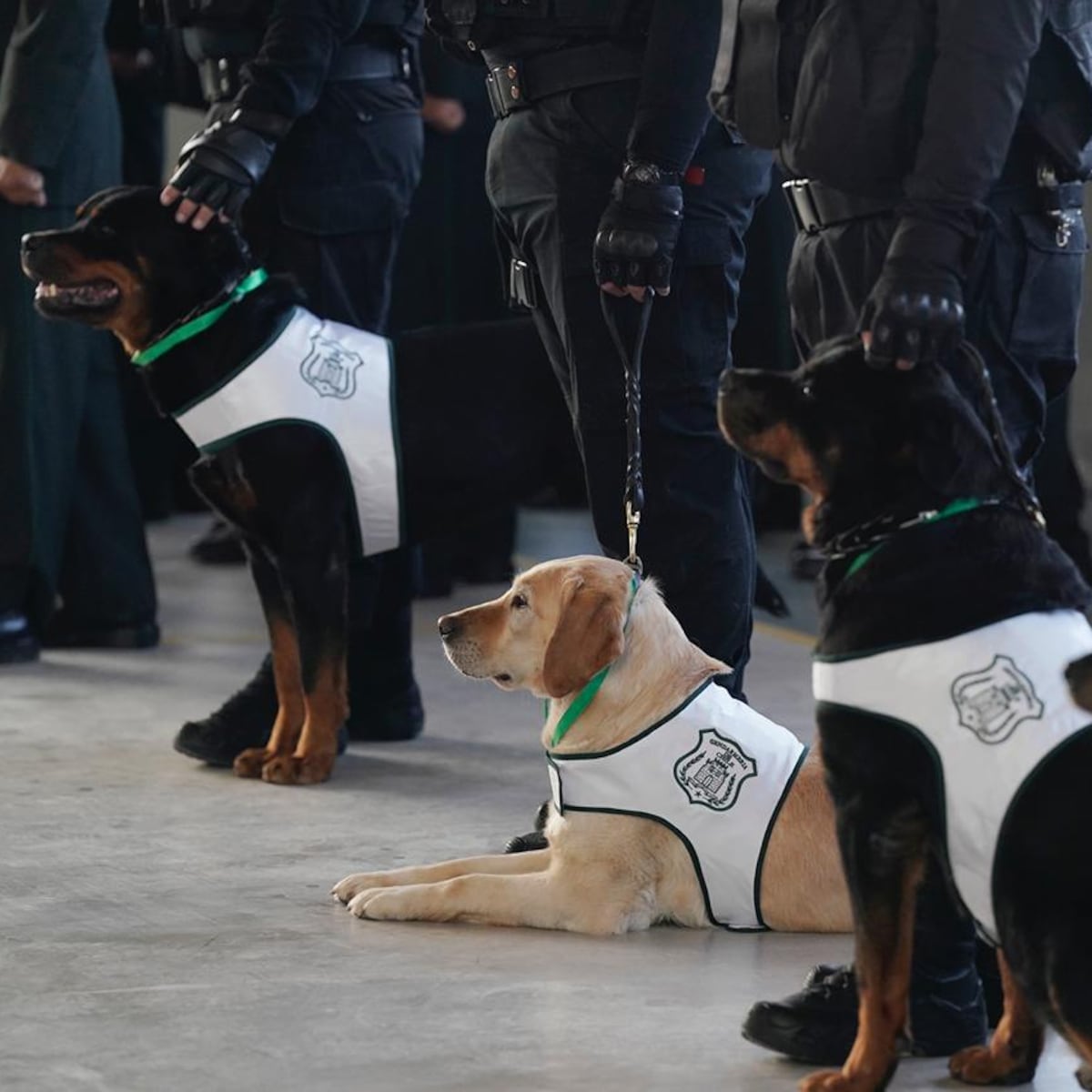Perritos de Gendarmería condecorados y listos para adopción Perritos de Gendarmería condecorados y listos para adopción