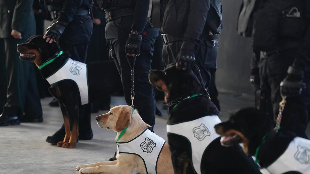 Perritos de Gendarmería que pasaron a retiro