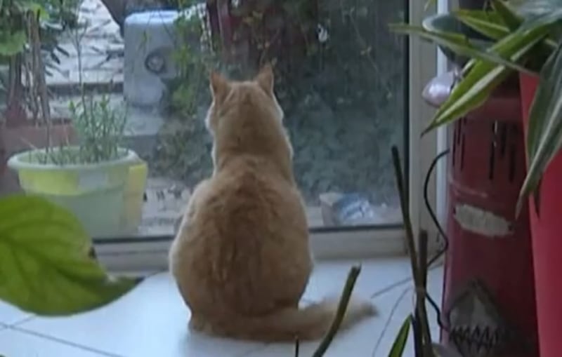 Rémi cruce los límites, esto es lo que su dueña deberá pagar