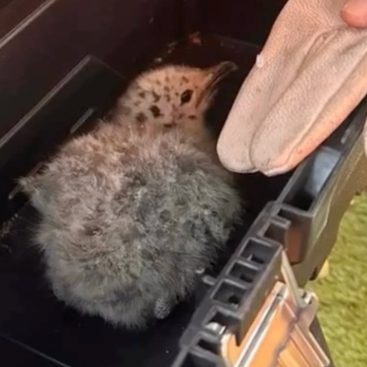 Detención de dos sujetos por maltrato animal en Maitencillo Detención de dos sujetos por maltrato animal en Maitencillo