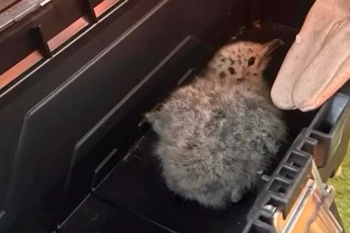 Carabineros confirmó la detención de dos sujetos por maltrato animal a polluelos en Maitencillo