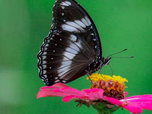 ¿Te alerta de una muerte? este es el verdadero significado que una mariposa negra entre a tu casa de noche
