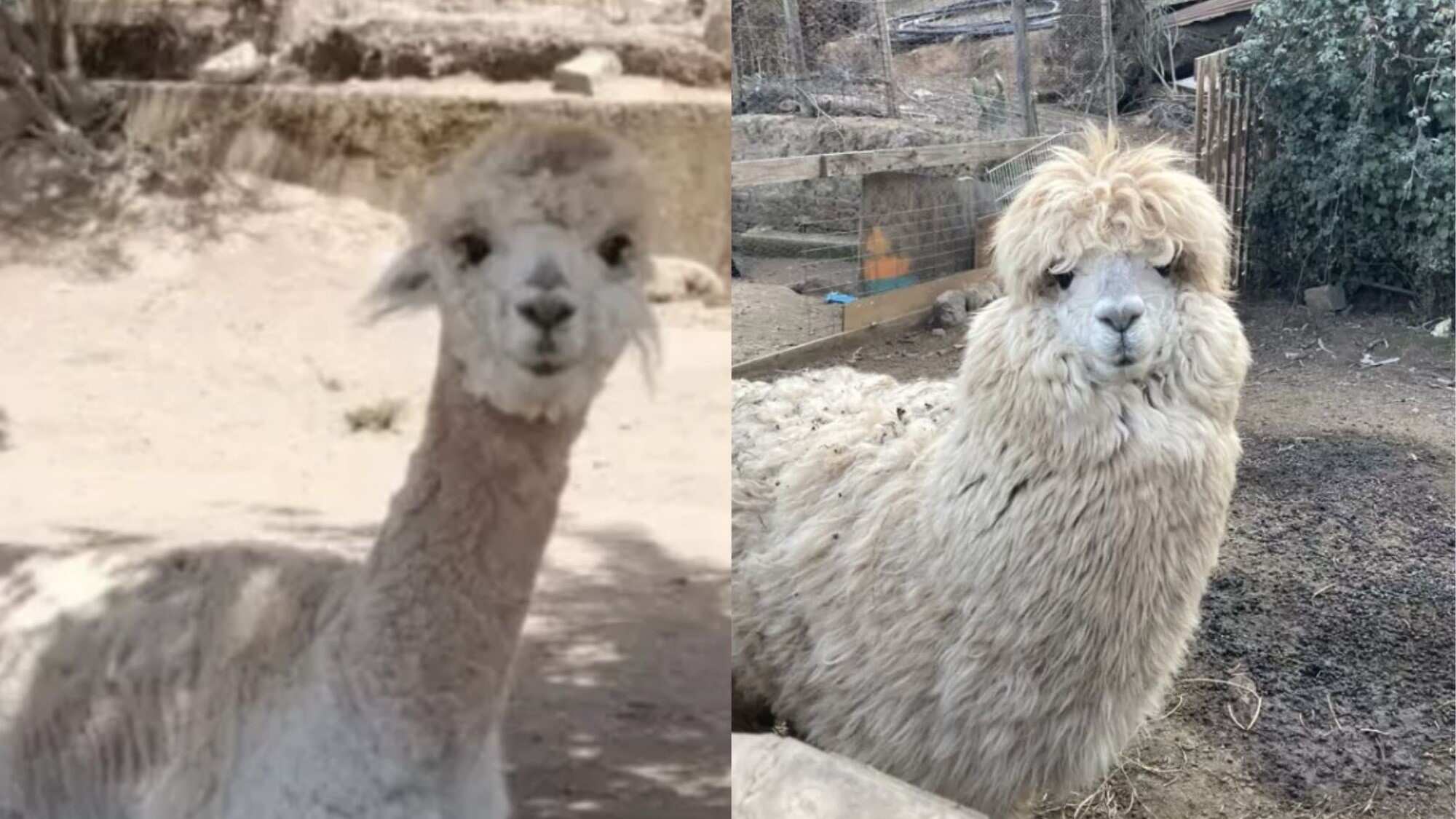 Alpaca macho llamada Tilín | Captura