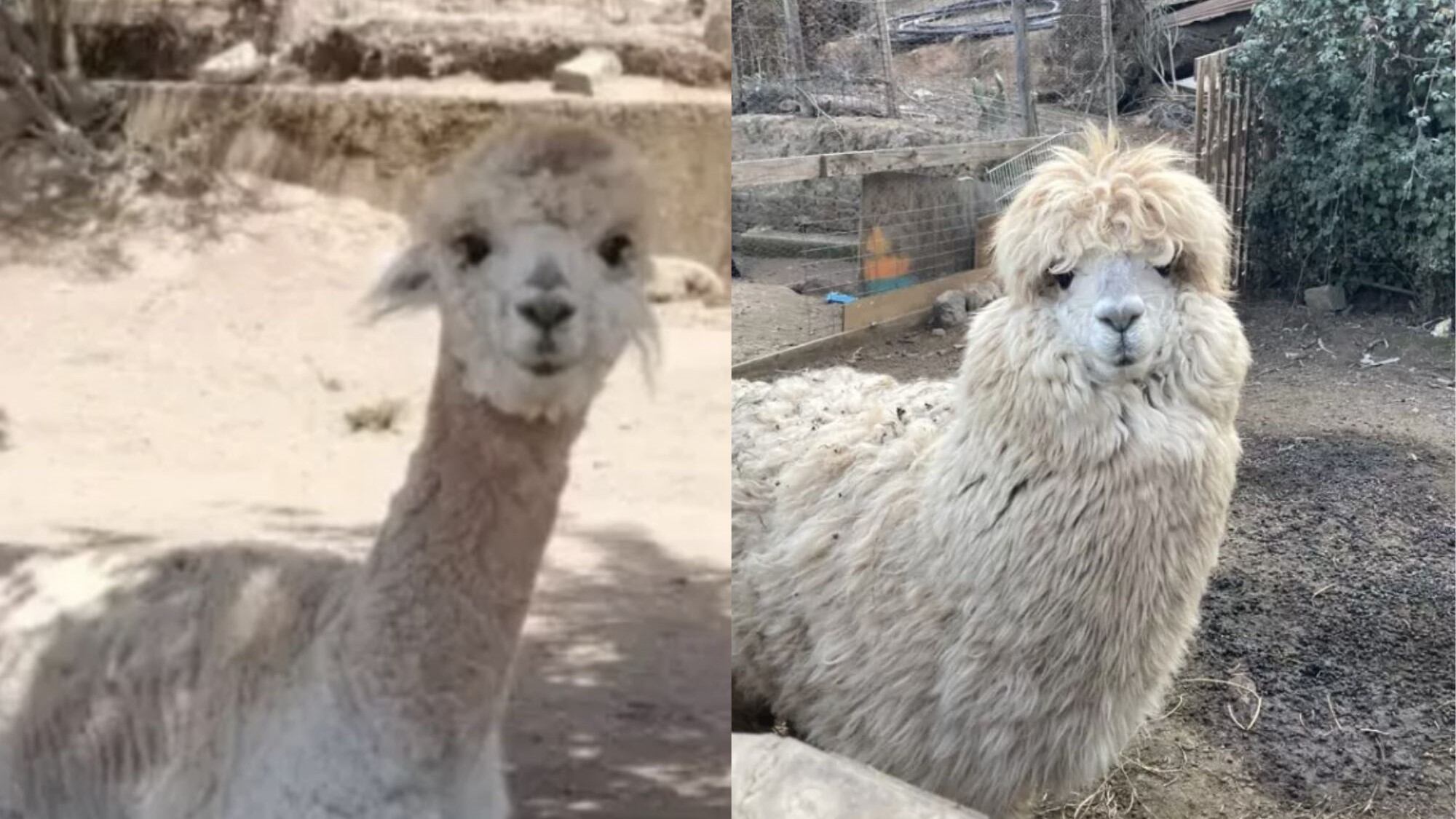 Alpaca macho llamada Tilín | Captura
