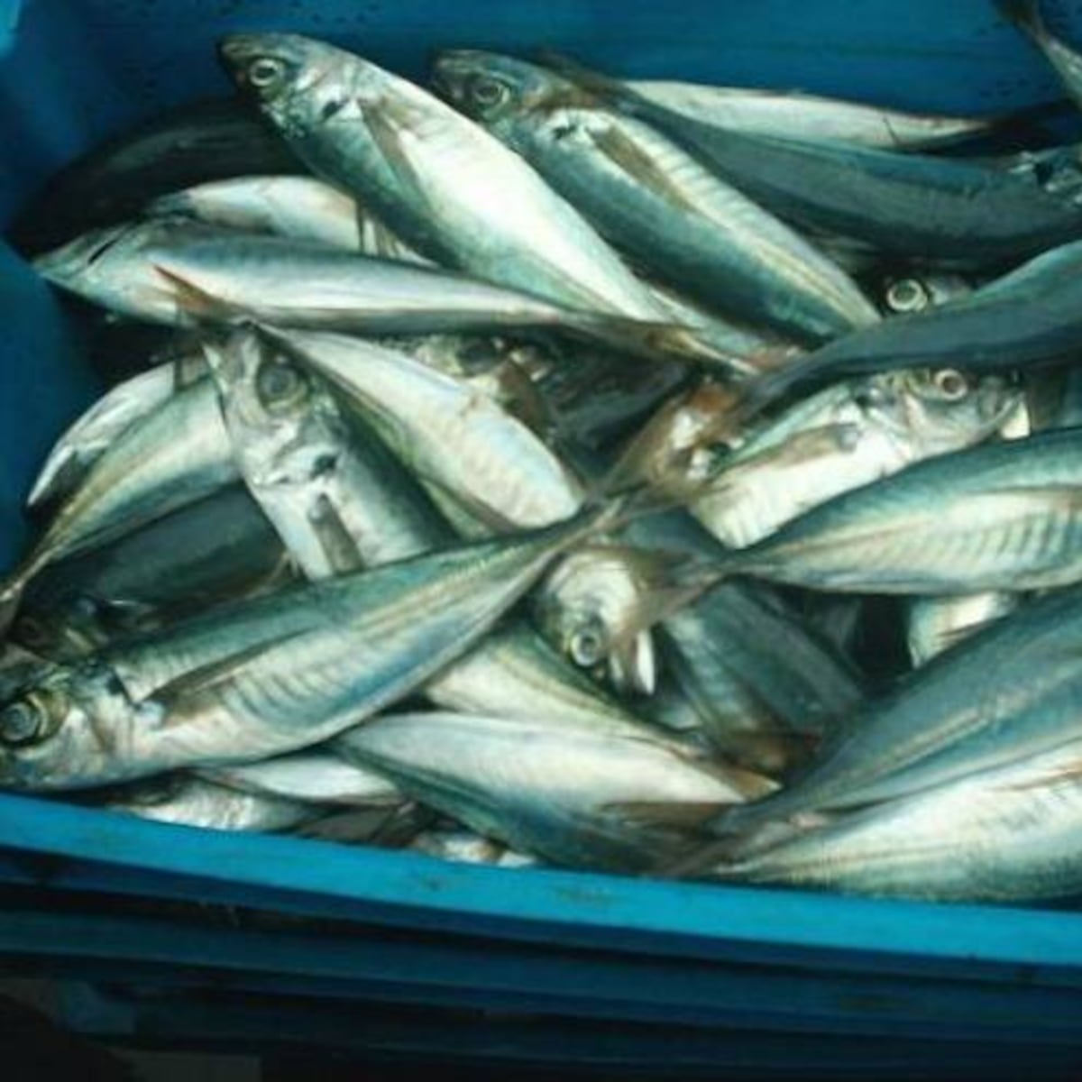 Denuncian venta de falso jurel por cinco marcas Denuncian venta de falso jurel por cinco marcas