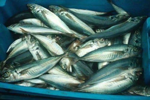 Denuncian venta de “falso jurel”: acusan a cinco nuevas marcas de comercializar caballa importada desde China