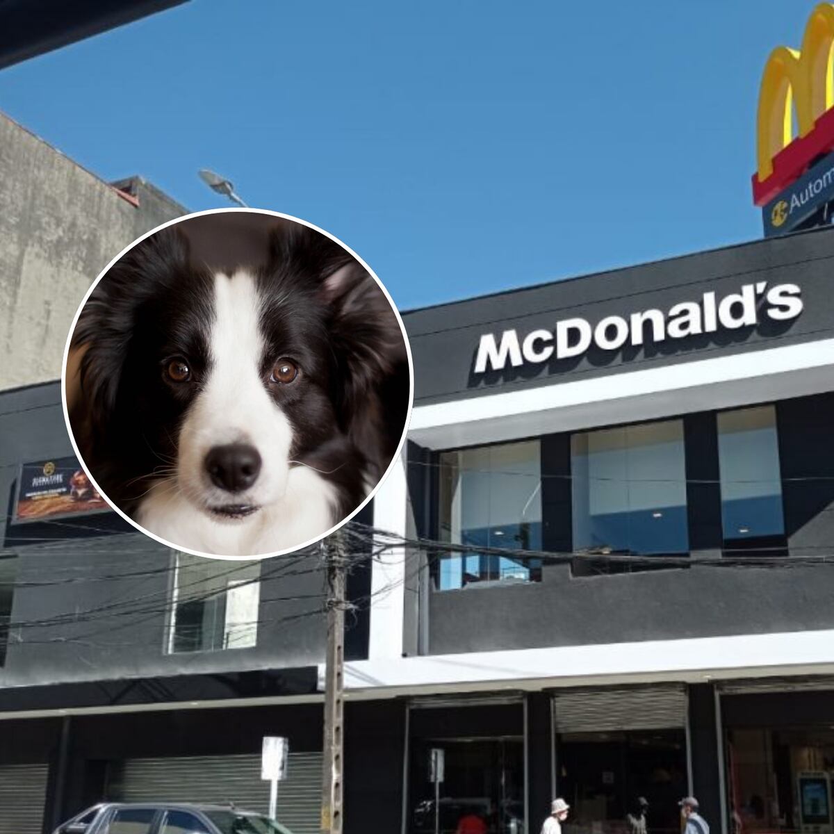 McDonald's condenado a pagar 8 millones por muerte de perra en local McDonald's condenado a pagar 8 millones por muerte de perra en local
